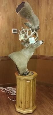 Custom Red Oak Raised Panel Rotating Taxidermy Deer Pedestal